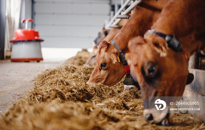 Dairy farm livestock industry. Red jersey cows stand in stall eating hay