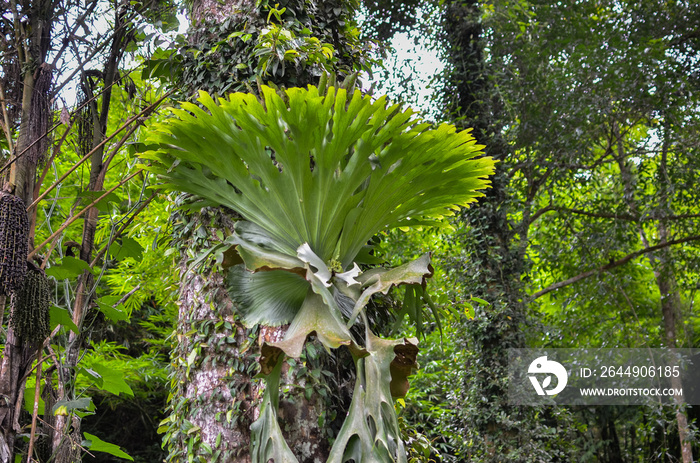 Platycerium ferns plant staghorn or elkhorn fern growing on bark tree