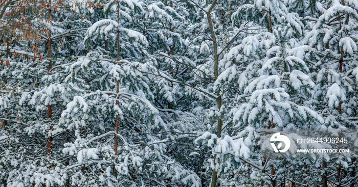 Pine forest under the snow. Snow hats on a branches of a pine trees. Winter wonderland background.