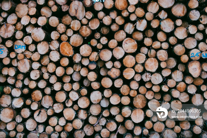 Close up of cut down trees - wooden timber arranged in a neat pile, environment and ecology issues.