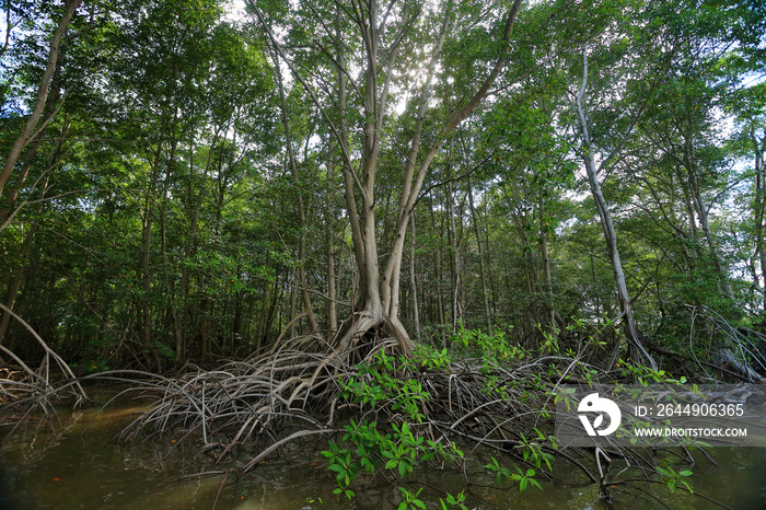 A large mangrove tree in the middle of a swamp in the bay of Jiquilisco, El Salvador.