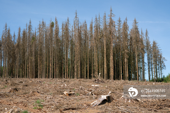 Dead forest, forest dieback in Germany