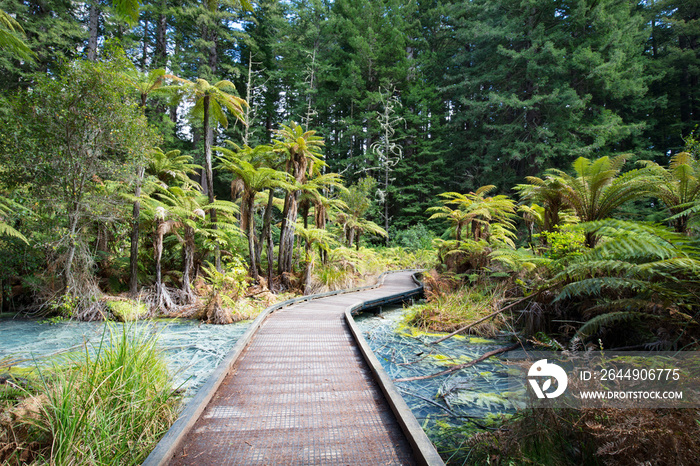 Whakarewarewa Forest Acidic Pools