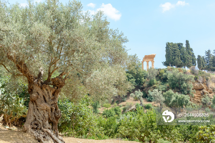 The Kolymbetra gardens in Sicily