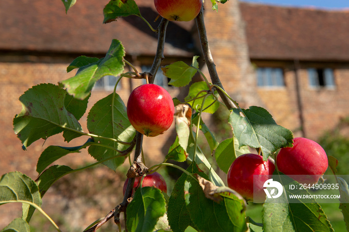 England. United Kingdom.. Kent. Apple tree. Sissinghurst Castle Garden.