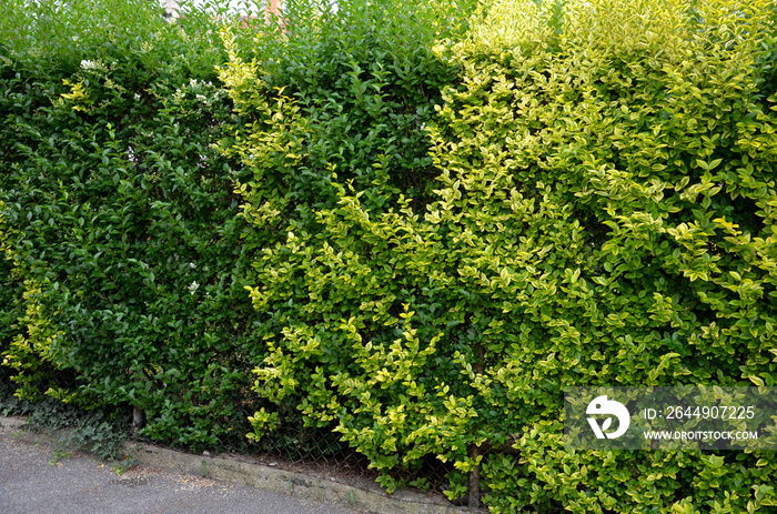 medium-growing shrub, growing to a height of 2 m and approximately the same width. At first glance, this shrub will captivate you with its distinctive leaves, which are shiny, ovate, up to 6 cm long,