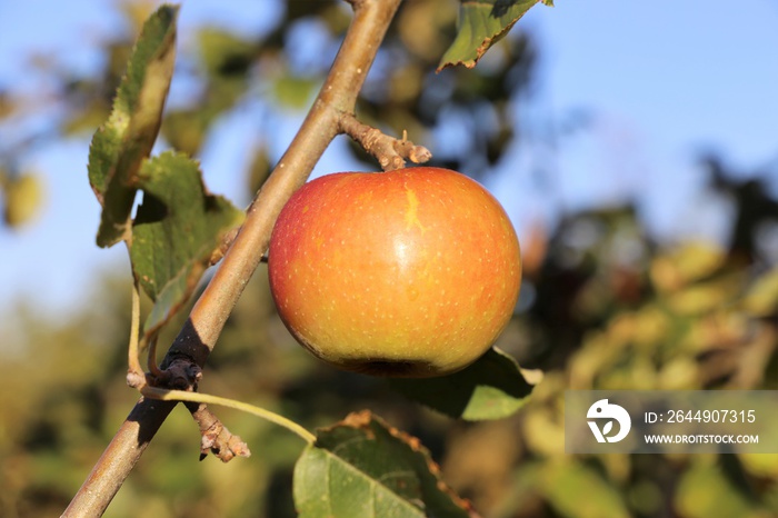 Reifer Apfel am Baum