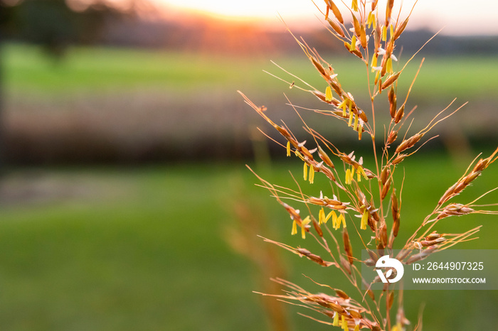 Indiangrass blooming in the autumn with fields and sun in the background.