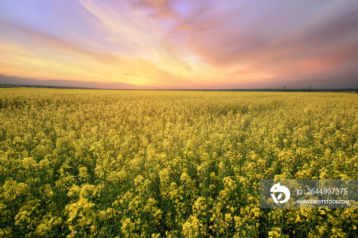 canola field rapeseed plant / sunset time photon image mid-summer