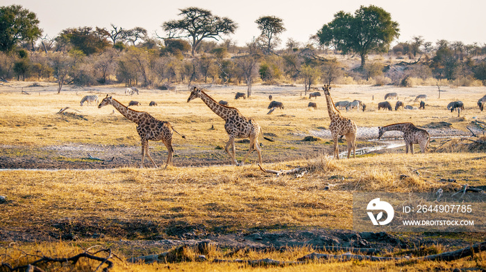 Drei Giraffen in der Abendsonne, Makgadikgadi Pans Nationalpark, Botswana