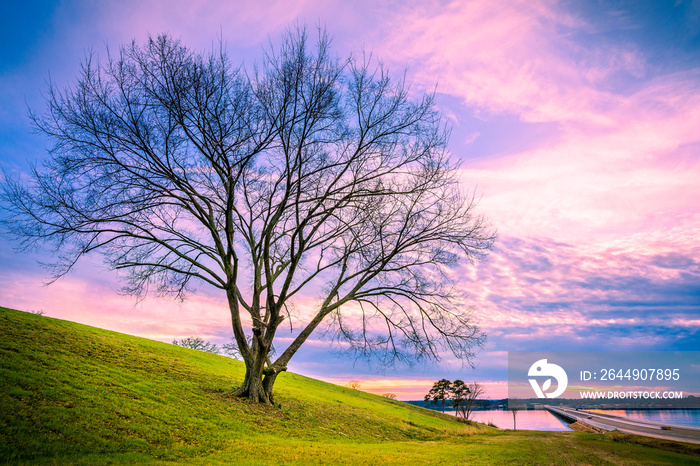 Beautiful Tree Sunset