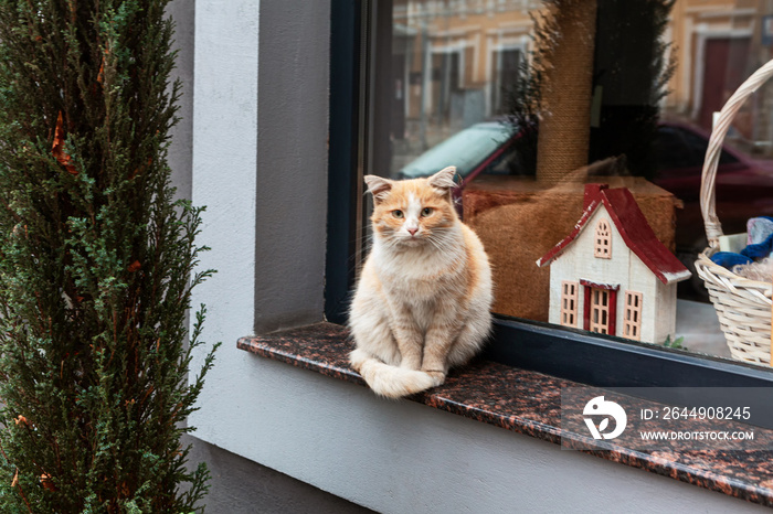 Cat standing on the window with showcase . Sad kitten looking in camera