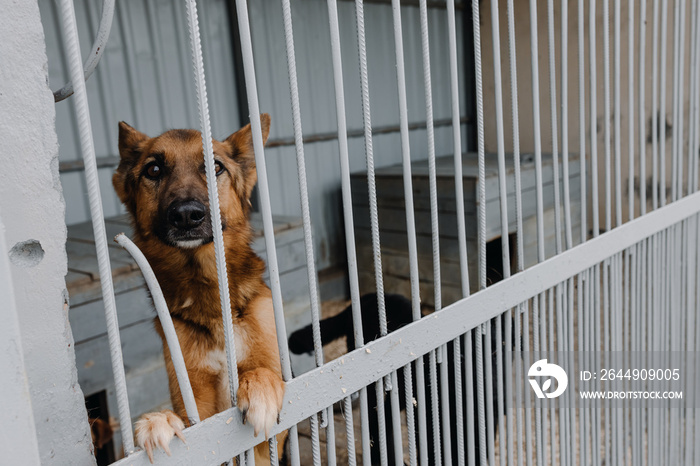 Cage with dogs in an animal shelter. Brown dog looking at the camera