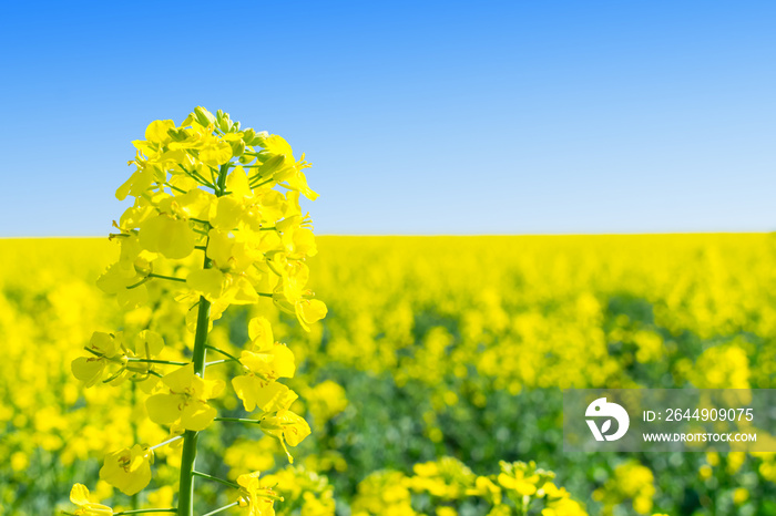 Rapeseed (Brassica napus), rape, oilseed rape field.  Bright-yellow flower Brassica napus close up. Rapeseed Oil is used as diesel fuel, biodiesel.