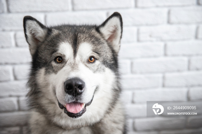 Happy Alaskan Malamute dog smiling and looking camera on white wall background