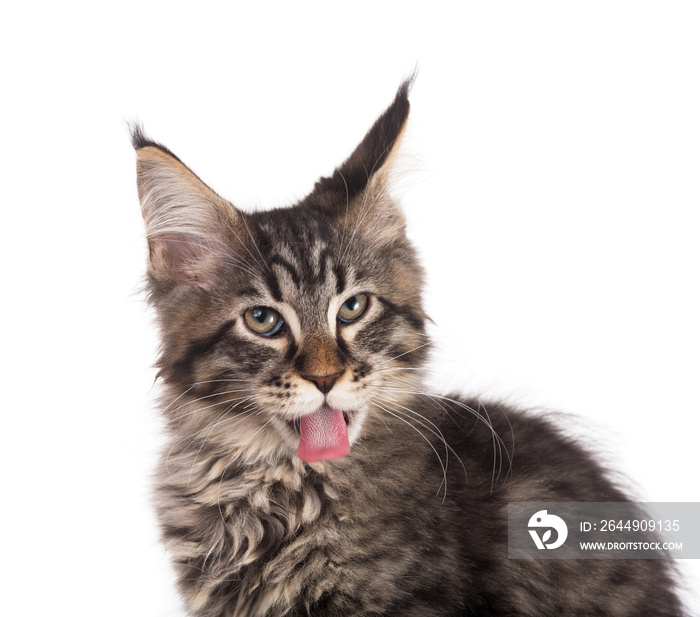 Maine Coon kitten