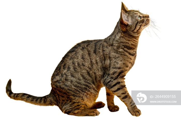 PNG. A cute tabby cat is ready to jump.