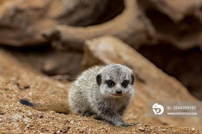 Cute little meerkat baby on the sand