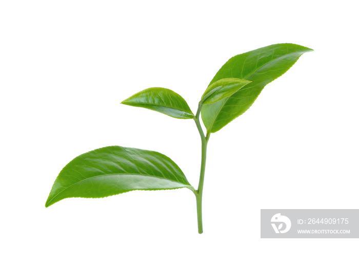 green tea leaf isolated on white background