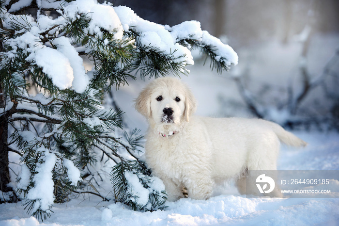 golden retriever puppy posing under a pine tree in winter