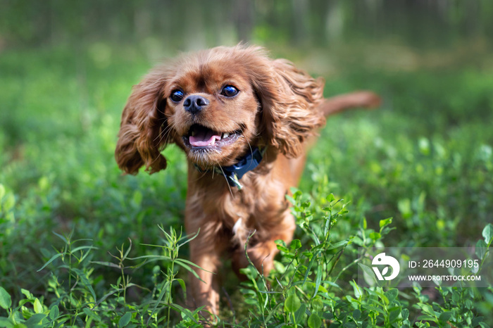 Happy dog running