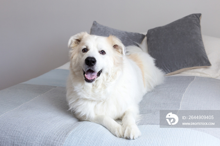 Selective focus horizontal portrait of stunning Pyrenean Mountain Dog lying down on bed looking up with mouth open