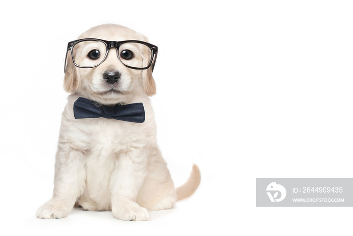Cute Golden Retriever Puppy with Glasses and Bow Tie