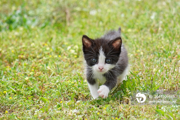 Curious kitten playing outdoors on the grass