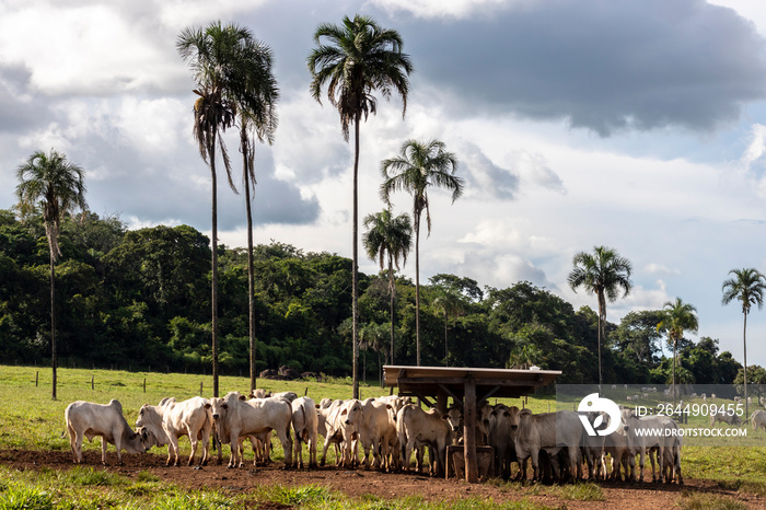 Herd of zebu Nellore animals in a feeder area of a beef cattle farm in Brazil