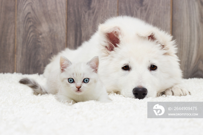 kitten and puppy