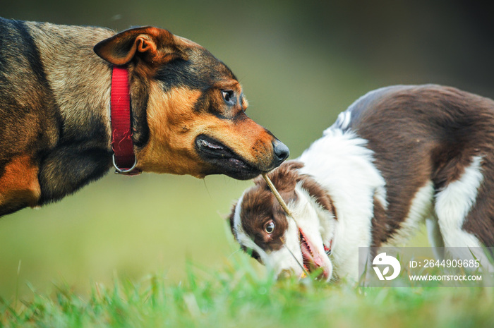 Young border collie dog playing with ball and adult dogs on animal training place.