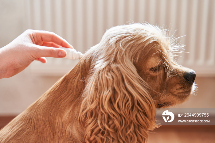 the dog is treated with a flea remedy. The dog is dripped on the withers with a parasite remedy