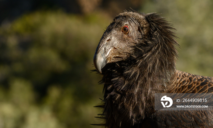 Profile of Young California Condor