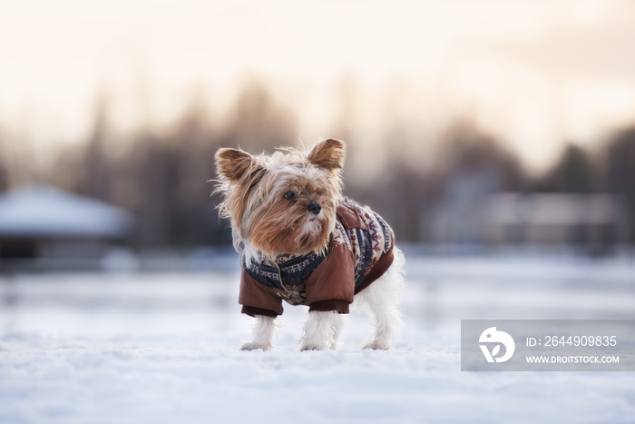 adorable yorkshire terrier dog posing outdoors in winter jacket