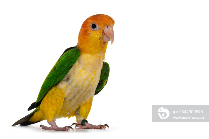 Young White bellied caique bird, walking side ways. Isolated on white background.