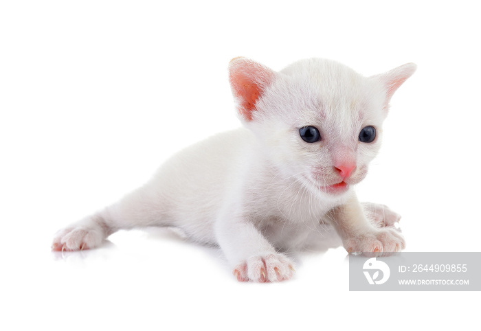 baby cat on transparent png