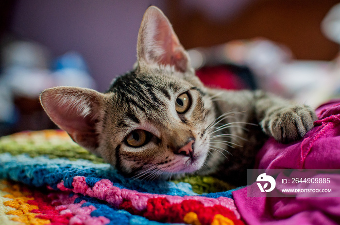 european shorthair cat portrait