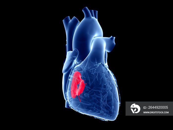 3d rendered medically accurate illustration of the tricuspid valve