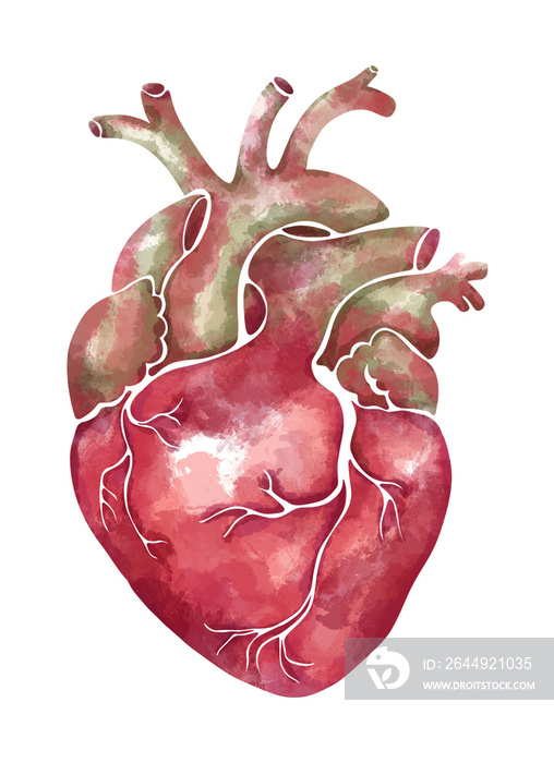 Hand-drawn watercolor anatomical heart in soft pink and green tones.