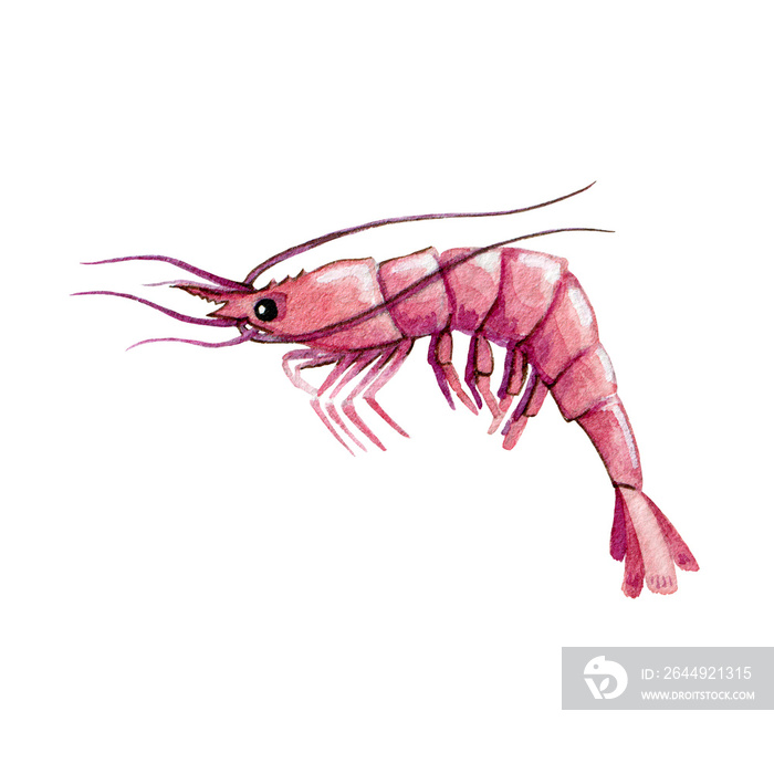 Raw shrimp watercolor image. Hand drawn single wild prawn illustration. Marine tasty seafood. Salty water animal. Pink shrimp isolated on white background.