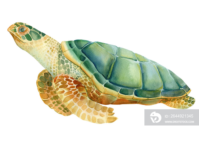 Sea turtle on an isolated white background. Watercolor drawing