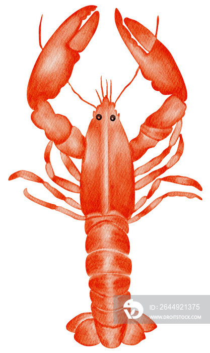 cute lobster seafood cartoon watercolor illustration