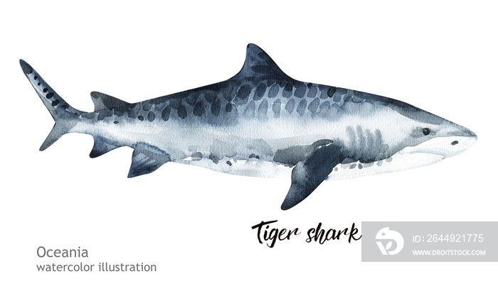 Tiger shark watercolor illustration. watercolor Tiger shark cute ocean animal. Watercolor cute shark. Hand painting postcard with whale isolated white background. Ocean animals