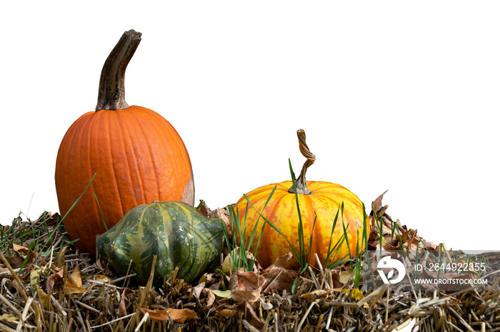 A png of pumpkin and gourds on a haystack in the fall