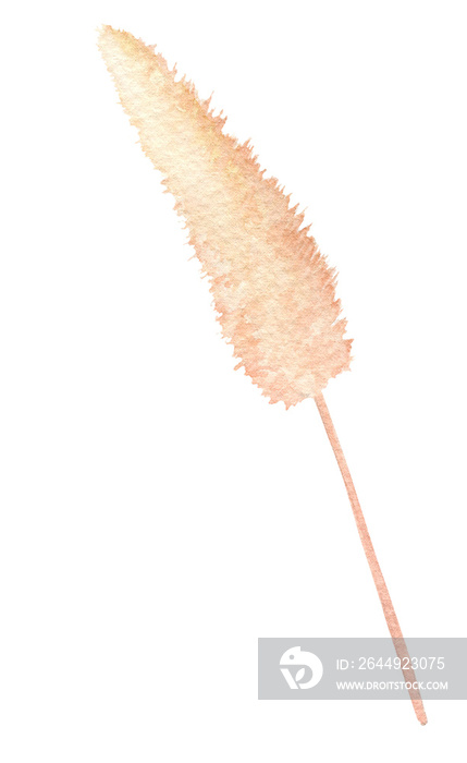 Watercolor pampas grass rustic Hand drawn