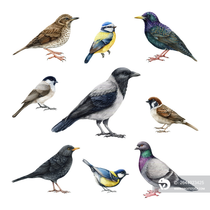 City bird watercolor illustration set. Hand drawn crow, sparrow, pigeon, blackbird, thrush outdoors park wildlife animals. Realistic common city birds detailed illustration set. White background