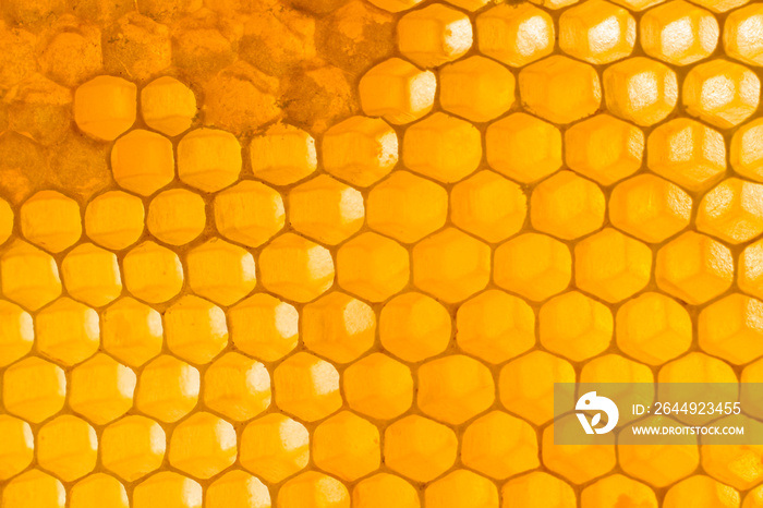 Honeycomb close up background. Natural honey in honeycomb wallpaper. Beekeeping concept. Cells of a frame partially filled with honey