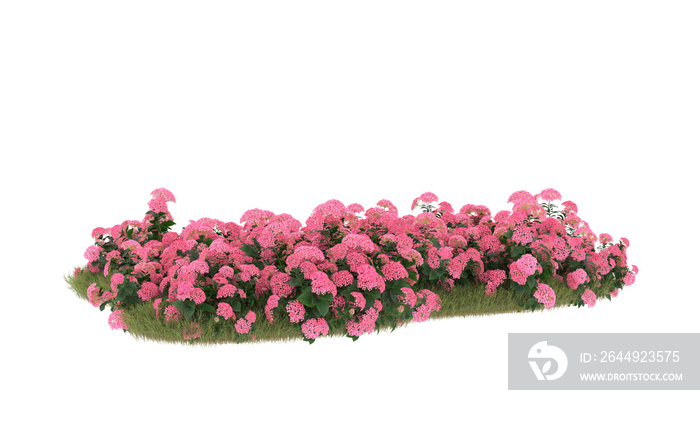 Field of grass with flowers on transparent background. 3d rendering -