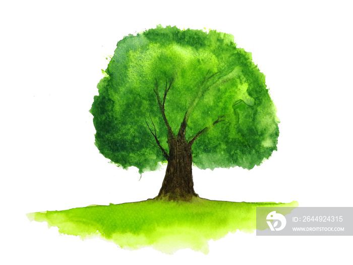 watercolor tree.isolated white background.