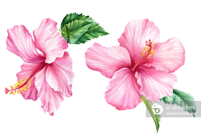 Set Pink flowers, hibiscus on isolated white background, watercolor illustration